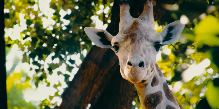 Giraffa bianca protetta con il gps